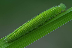 P. aegeria